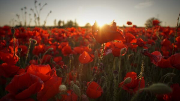 this photo is of poppies in Flanders Field's with the sun shining through